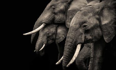 Some SMEs are Elephants