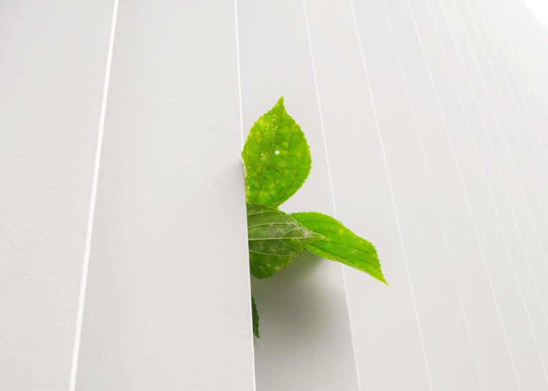 Leaves half hidden