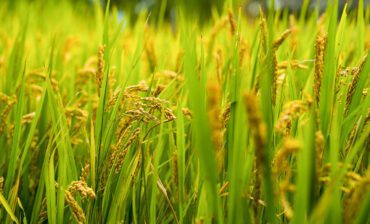 AI Powers Regenerative Farming Solutions in Thailand